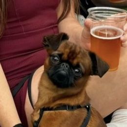 Brussels Griffon All Grown Up from Lavish Griffons