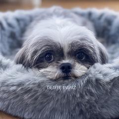 Lola - Black and white female Mal-Shi puppy in Tampa, Florida from Petite Pawz