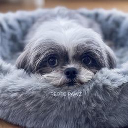 Lola - Black and white female Mal-Shi puppy in Tampa, Florida from Petite Pawz