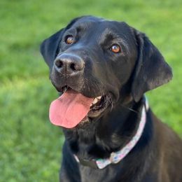 Oakley - Labrador Retriever