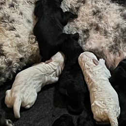 Goldendoodle, Golden Retriever, and Poodle Puppies from Angelic Goldens