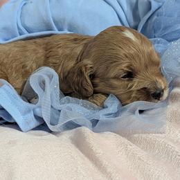 Olivia - Red female Cavapoo puppy in East Earl, Pennsylvania from Puppy Adventures LLC