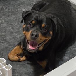 JASIRAH - Rottweiler
