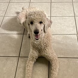 Daisy - Poodle