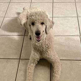 Daisy - Poodle