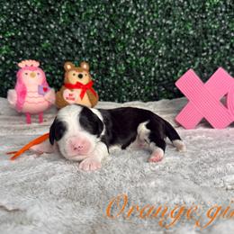 Orange girl - Black and white female Bernedoodle puppy in Modesto, California from Two Doods Doodles