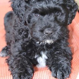 Portuguese Water Dog Puppies from Seawind Portuguese Water Dogs     (We have 2 females avaliable)