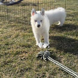 Patches - White male Pomsky puppy in Clarkston, Utah from Red Rock Ranch Breeders