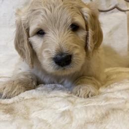 Cockapoo and Goldendoodle Puppies from Capital Doodles