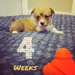 Pembroke Welsh Corgi Puppies from Em-K Corgi’s