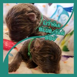 Litwak - Blue male German Shepherd puppy in Los Lunas, New Mexico from Mali's German Shepherds