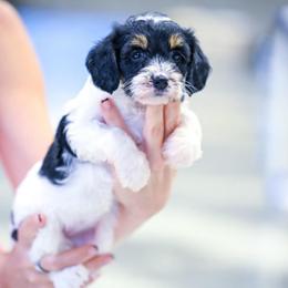 Jane - Tri-color female Bernedoodle puppy in Dundee, Ohio from Down Home Doodle