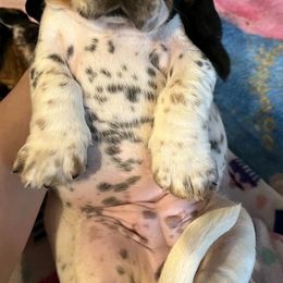 Basset Hounds from Begginburg Bassets