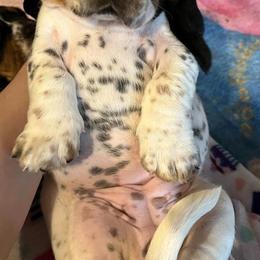 Basset Hounds from Begginburg Bassets