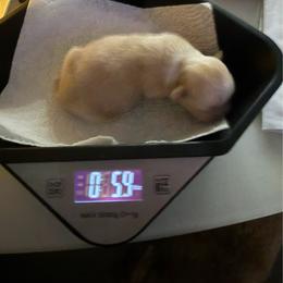 Millie - Gold and white female Shih Tzu puppy in Jacksonville, Florida from Michi Shih-Tzu