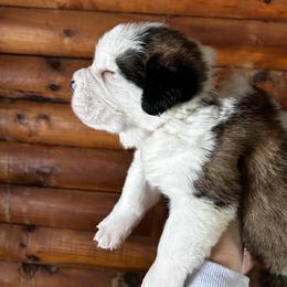 Orange Collar - Brown and white male Saint Bernard puppy in New York from Johnson Farms