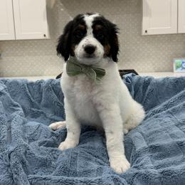 Cooper - Tri-color male Bernedoodle puppy in Herriman, Utah from Rose canyon doodles