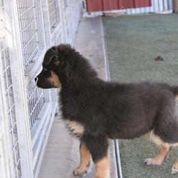 Leroy - Black tri-color male Australian Shepherd puppy in Sonoita, Arizona from Gardner Canyon Kennels