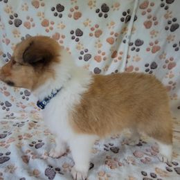 Collie Puppies from Boorman Mountain Kennel