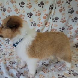 Collie Puppies from Boorman Mountain Kennel