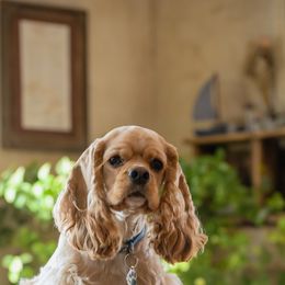 Beau - Cocker Spaniel