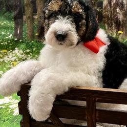 Snoopy Red Girl - Tri-color female Bernedoodle puppy in The Woodlands, Texas from Gracie's Goldendoodles and Bernedoodles