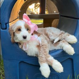 Millie Mae(Guardian Home Opportunity) - Parti female Goldendoodle puppy in Valdosta, Georgia from Designer Doodles of South GA