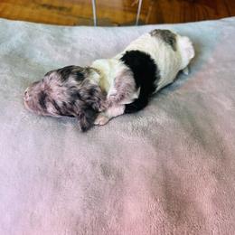 Genevieve - Parti female Poodle puppy in Arabi, Georgia from Huckadoodle Farm