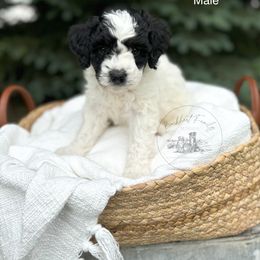 Boy 4 - male Australian Mountain Doodle puppy in Iowa from Burkhart Family Puppies