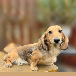Ginger - Dachshund
