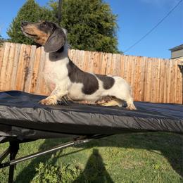 Dachshund puppies from Raws Doxies