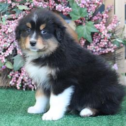 Card - Black tri-color male Australian Shepherd puppy in Circleville, Utah from Canyon Creek Aussies