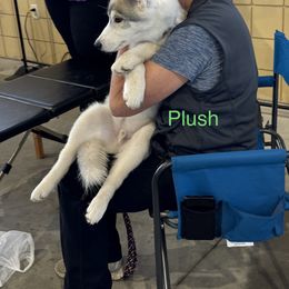 Siberian Husky Puppies from Coldwind Kennel