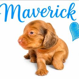 Maverick - Red male Dachshund puppy in Vacaville, California from SchmooterBabies