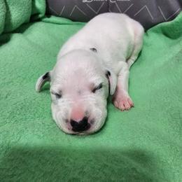 Dalmatian Puppies from Spotty Bottom Dalmatians