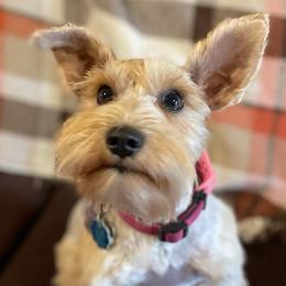 Montana Rose - Miniature Schnauzer