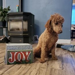 Pumpkin - Cavapoo