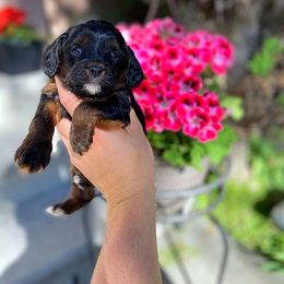 Cavapoo Puppies from SunnySide Mini Doodles