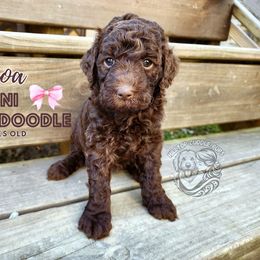 Aussiedoodle, Goldendoodle, and Poodle Puppies from Hilltop Cuddle Pups
