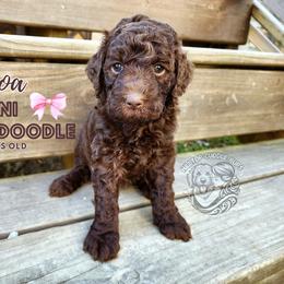 Aussiedoodle, Goldendoodle, and Poodle Puppies from Hilltop Cuddle Pups