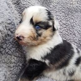 Australian Shepherd Puppies from Middle Fork Australian Shepherds