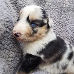Australian Shepherd Puppies from Middle Fork Australian Shepherds