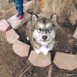 Siberian Husky Puppies from Arctic Circle Kennels