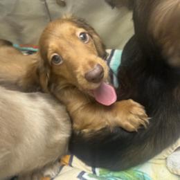 Chocolate Male Ready to Go - Chocolate male Dachshund puppy in Cutler Bay, Florida from Dadecounty’s Dachshunds