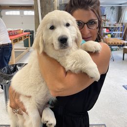 Golden Retriever Puppies from Ruff Life Goldens