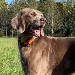 Long Haired Weimaraners and Weimaraners from Treaty Line Long Haired Weimaraners