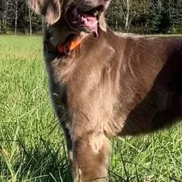 Long Haired Weimaraners and Weimaraners from Treaty Line Long Haired Weimaraners