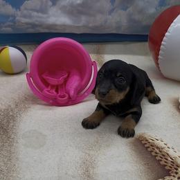 Black and Tan Wirehair Female - Black and tan female Dachshund puppy in Killeen, Texas from Southern Dachshunds