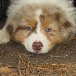 Sebastian - Red merle male Australian Shepherd puppy in Hammond, Louisiana from Gold Ring Australian Shepherds