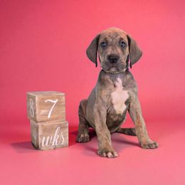 Red - Brindle female Great Dane puppy in Lore City, Ohio from Windy Ridge Danes